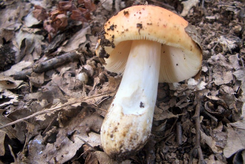 Russula da determinare 2